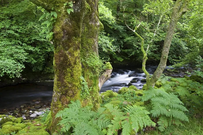 Framed Print : Moss-covered tree in front of a stream