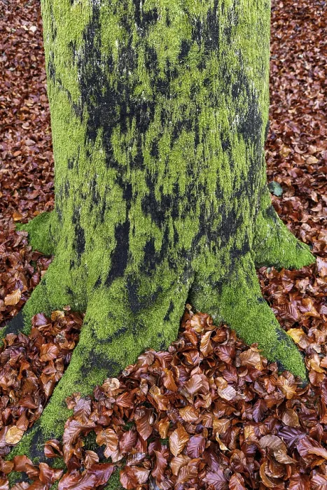 Framed Print : Moss-covered tree trunk in autumn forest