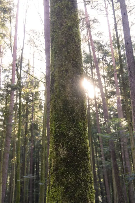 Framed Print : Moss-covered tree trunk in the forest with sunlight breaking through the trees Framed Print : Moss-covered tree trunk in the forest with sunlight breaking through the trees