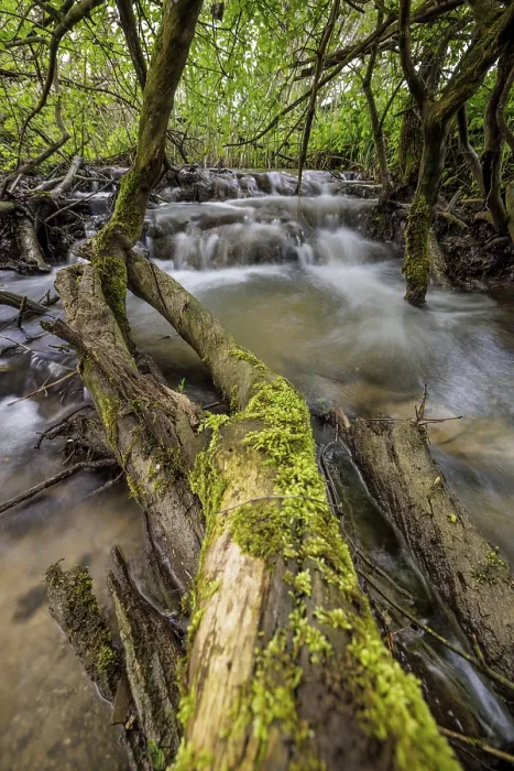 Framed Print : A moss-covered tree trunk lies in a small waterfall in a dense forest Framed Print : A moss-covered tree trunk lies in a small waterfall in a dense forest