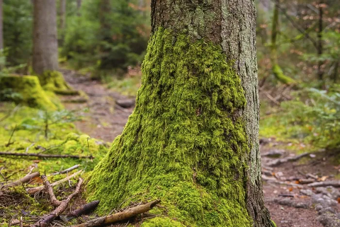 Framed Print : A moss-covered tree trunk in a quiet forest environment Framed Print : A moss-covered tree trunk in a quiet forest environment