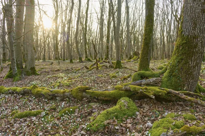 Framed Print : Moss-covered tree trunks in the forest at sunrise