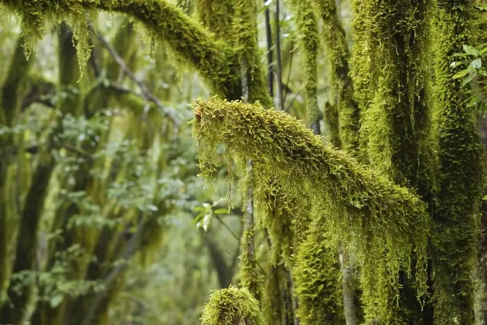 Framed Print : Moss-covered trees in the cloud forest