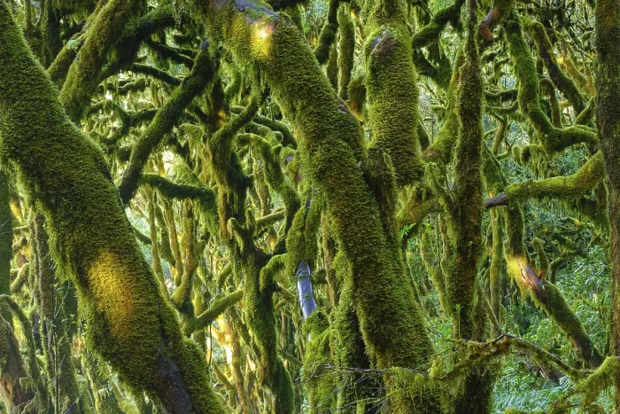 Framed Print : Moss-covered trees in cloud forest Framed Print : Moss-covered trees in cloud forest