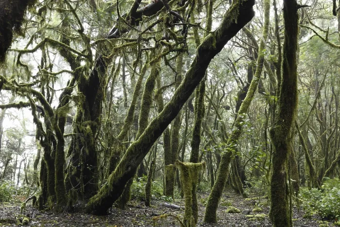 Framed Print : Moss-covered trees in a cloud forest Framed Print : Moss-covered trees in a cloud forest