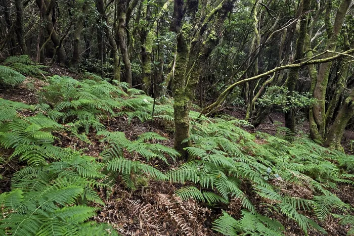 Framed Print : Moss-covered trees and ferns in the laurel forest