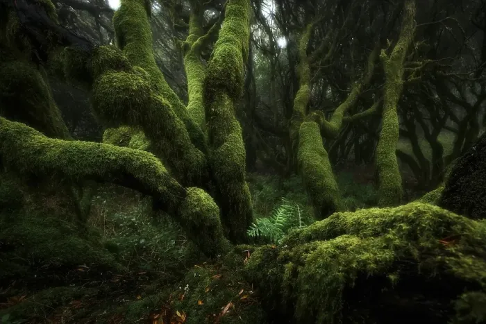 Framed Print : Moss-covered trees in laurel forest