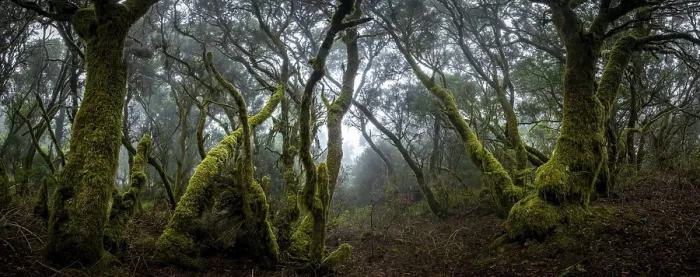 Framed Print : Moss-covered trees in laurel forest Framed Print : Moss-covered trees in laurel forest