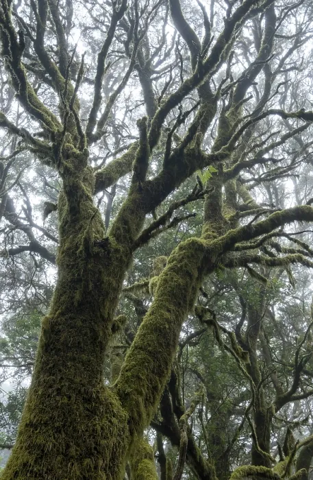 Framed Print : Moss-covered trees in laurel forest