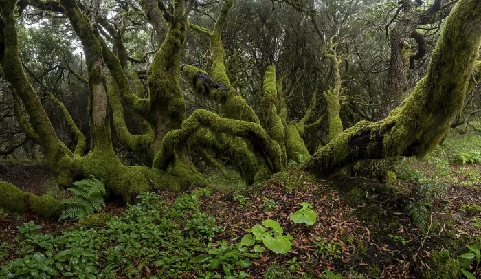 Framed Print : Moss-covered trees in laurel forest