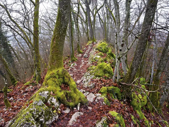 Framed Print : Moss-covered trees surrounded by distinctive limestone formation