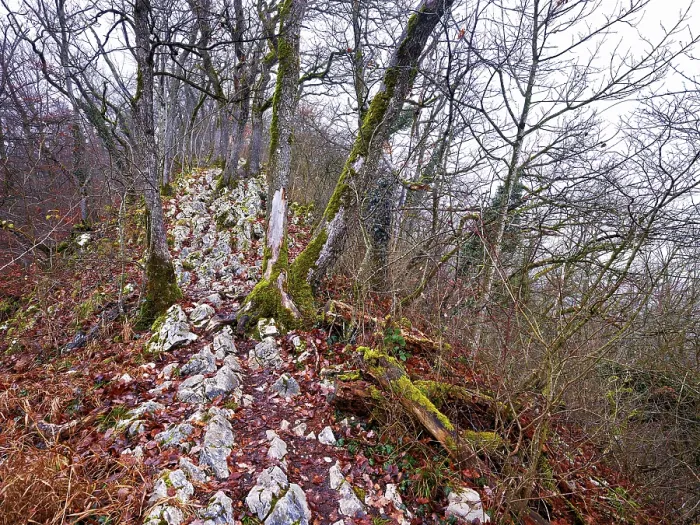Framed Print : Moss-covered trees surrounded by distinctive limestone formation