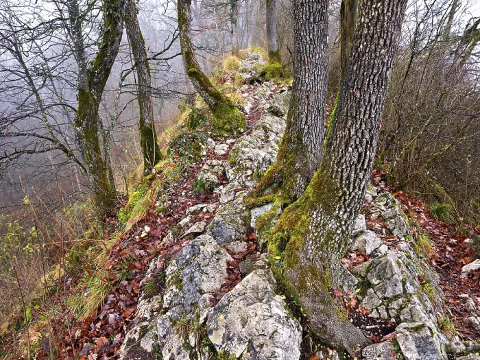 Framed Print : Moss-covered trees surrounded by distinctive limestone formation Framed Print : Moss-covered trees surrounded by distinctive limestone formation