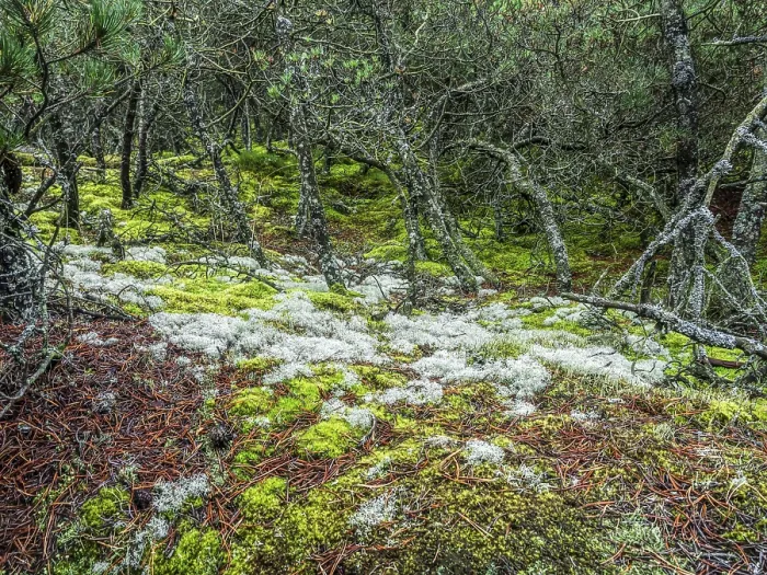 Framed Print : Moss and lichen growing in pine forest - Slowinski National Park