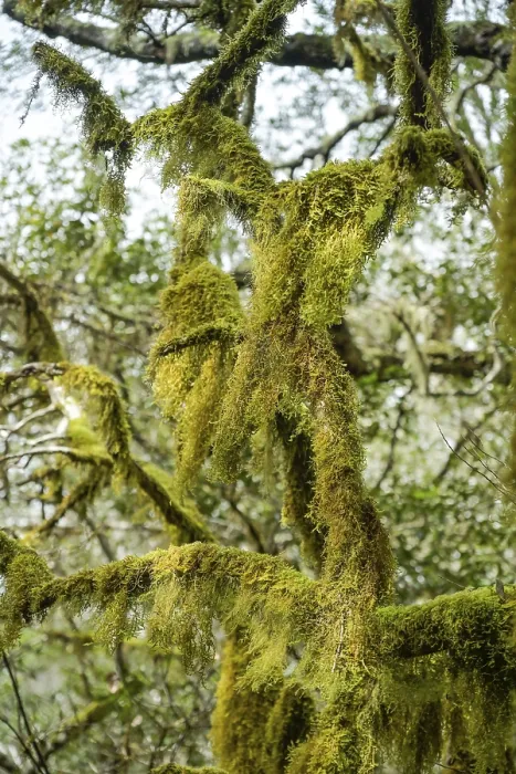 Framed Print : Moss, loober trees in the laurel forest in Garajonay National Park