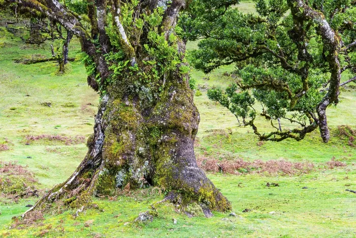 Framed Print : Moss and plant covered ancient laurel trees