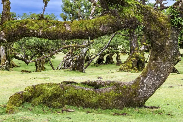 Framed Print : Moss and plant covered ancient laurel trees Framed Print : Moss and plant covered ancient laurel trees