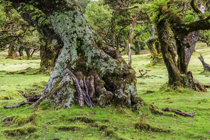 Framed Print : Moss and plant covered ancient laurel trees Framed Print : Moss and plant covered ancient laurel trees