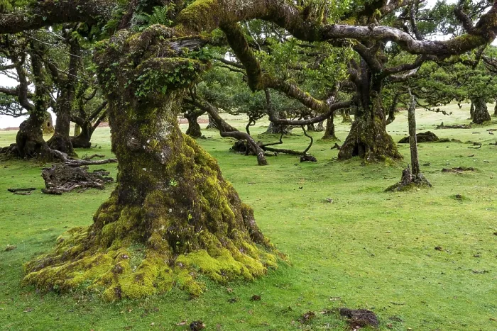 Framed Print : Moss and plant covered ancient stinkwood (Ocotea foetens)