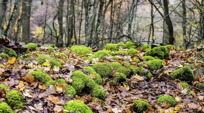 Framed Print : Moss surface Framed Print : Moss surface