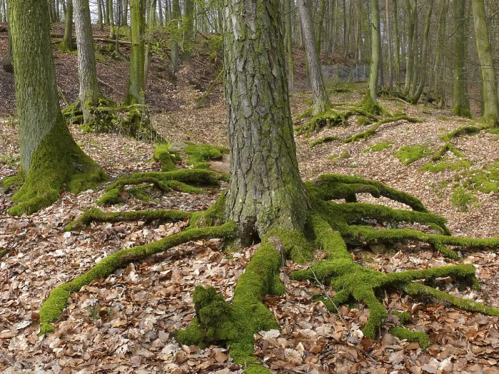 Framed Print : Mossy, exposed tree roots in the forest