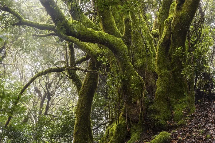 Framed Print : Mossy laurel tree in the cloud forest Framed Print : Mossy laurel tree in the cloud forest