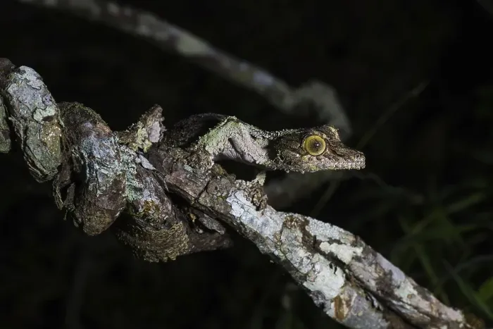 Framed Print : Mossy leaf-tailed gecko (Uroplatus sikorae) Framed Print : Mossy leaf-tailed gecko (Uroplatus sikorae)