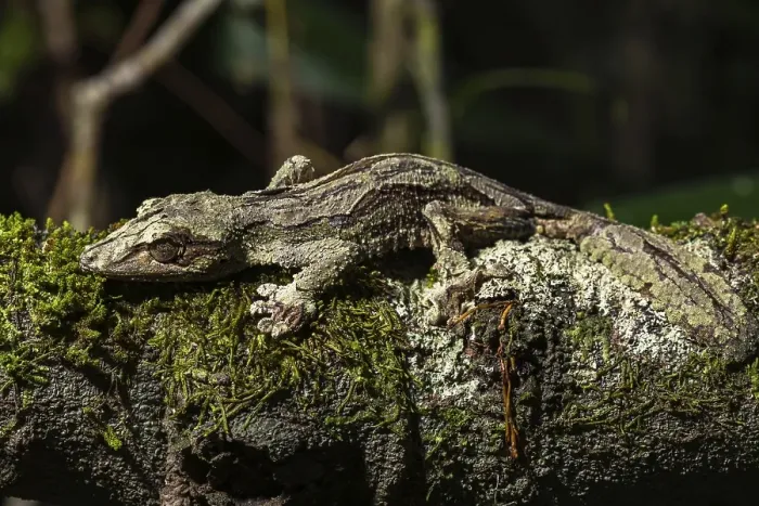 Framed Print : Mossy leaf-tailed gecko (Uroplatus sikorae)