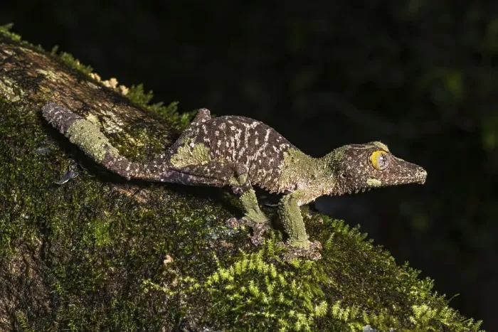 Framed Print : Mossy leaf-tailed gecko (Uroplatus sikorae) Framed Print : Mossy leaf-tailed gecko (Uroplatus sikorae)