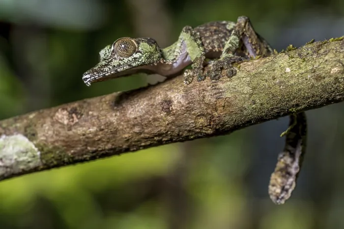 Framed Print : Mossy leaf-tailed gecko (Uroplatus sikorae)