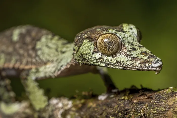 Framed Print : Mossy leaf-tailed gecko (Uroplatus sikorae)