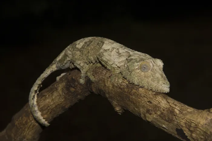 Framed Print : Mossy leaf-tailed gecko (Uroplatus sikorae) on branch Framed Print : Mossy leaf-tailed gecko (Uroplatus sikorae) on branch