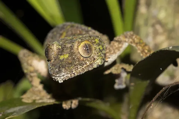 Framed Print : Mossy leaf-tailed gecko (Uroplatus sikorae) on leaves Framed Print : Mossy leaf-tailed gecko (Uroplatus sikorae) on leaves