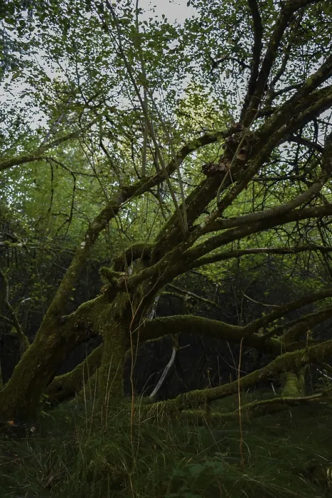 Framed Print : Mossy tree in a dark forest, Bavaria, Germany