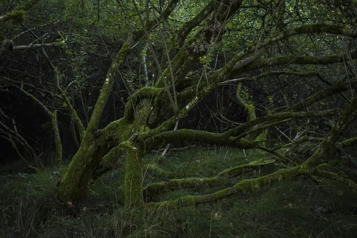 Framed Print : Mossy tree in a dark forest, Bavaria, Germany Framed Print : Mossy tree in a dark forest, Bavaria, Germany