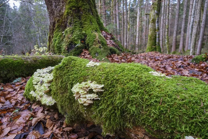 Framed Print : Mossy tree with tree fungus in the forest