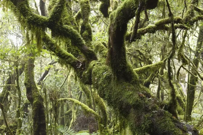 Framed Print : Mossy tree trunks, laurel forest