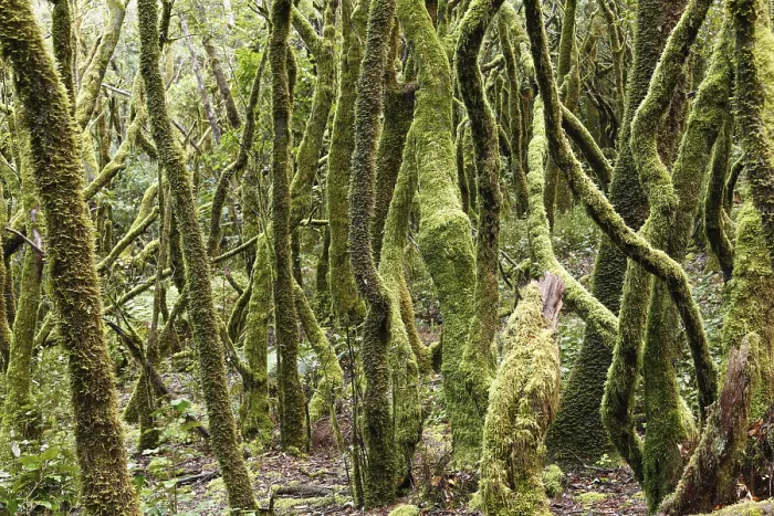 Framed Print : Mossy tree trunks, laurel forest Framed Print : Mossy tree trunks, laurel forest