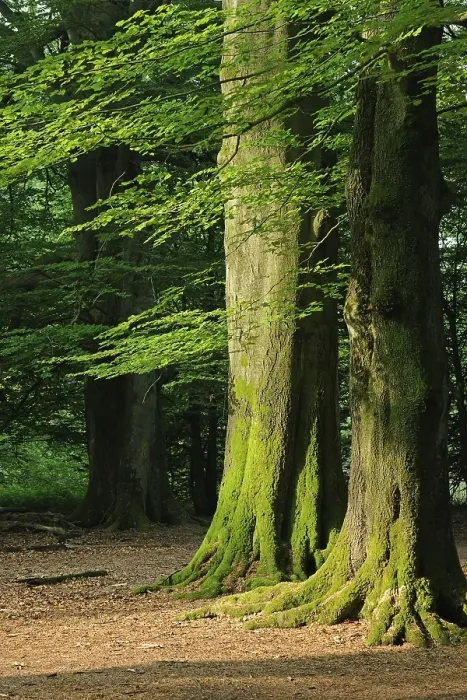Framed Print : Mossy trunks of old Beech (Fagus) trees Framed Print : Mossy trunks of old Beech (Fagus) trees