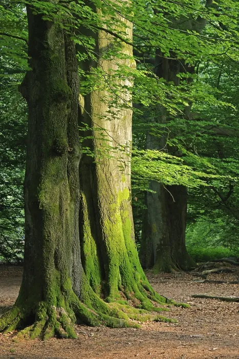 Framed Print : Mossy trunks of old Beech (Fagus) trees Framed Print : Mossy trunks of old Beech (Fagus) trees