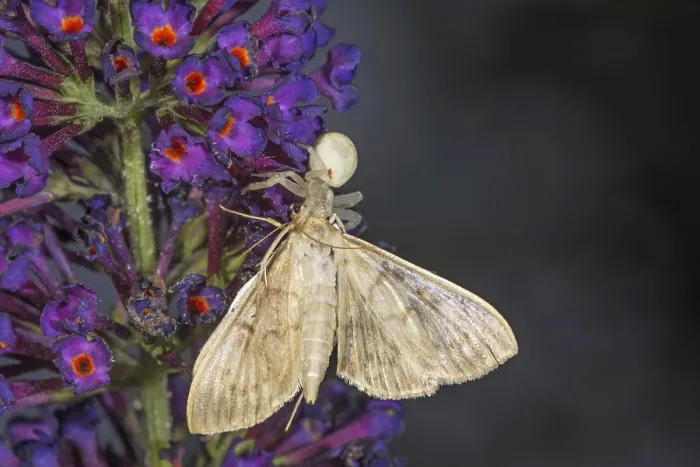 Framed Print : A moth caught by a variable crab spider (Misumena vatia) on a purple buddleja flower visible in close-up Framed Print : A moth caught by a variable crab spider (Misumena vatia) on a purple buddleja flower visible in close-up