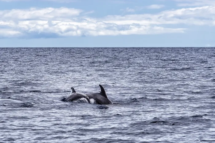 Framed Print : Mother and calf of common bottlenose dolphins or Atlantic bottlenose dolphins
