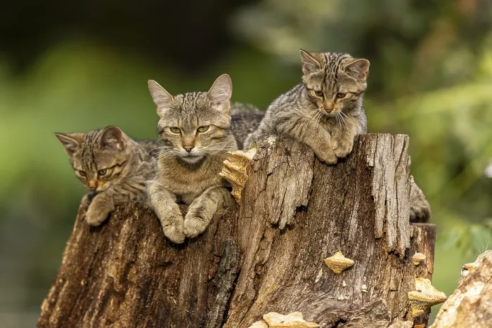 Framed Print : Mother cat and two kittens relaxing on a tree stump in the forest
