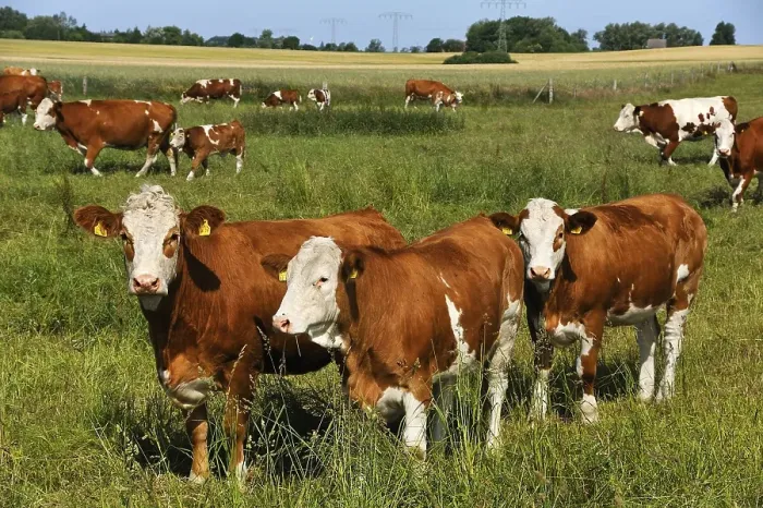 Framed Print : Mother cows in a large pasture Framed Print : Mother cows in a large pasture