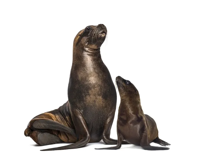 Framed Print : Mother and cub California Sea Lion Framed Print : Mother and cub California Sea Lion