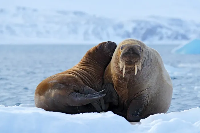 Framed Print : Mother with cub. Young walrus with female