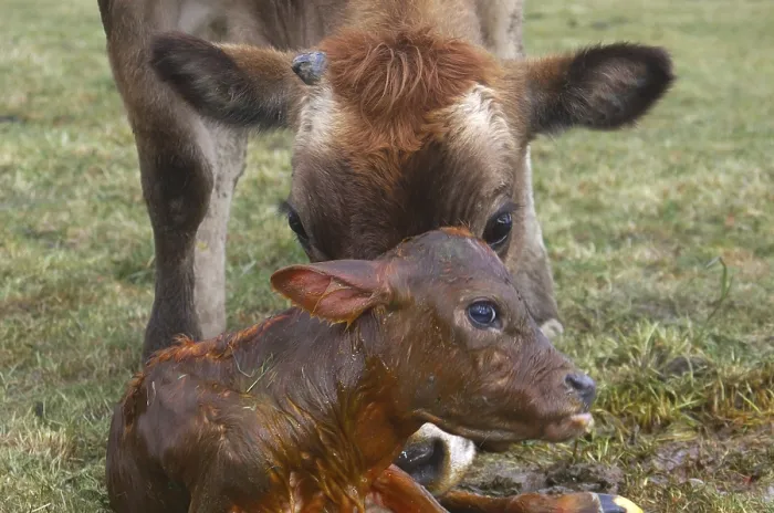 Framed Print : Mother Jersey cow licking newborn calf