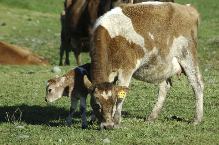 Framed Print : Mother Jersey cow with newborn calf
