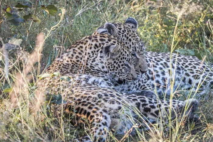 Framed Print : A mother Leopard playing with her cubs in the Sabi Sand Game Reserve