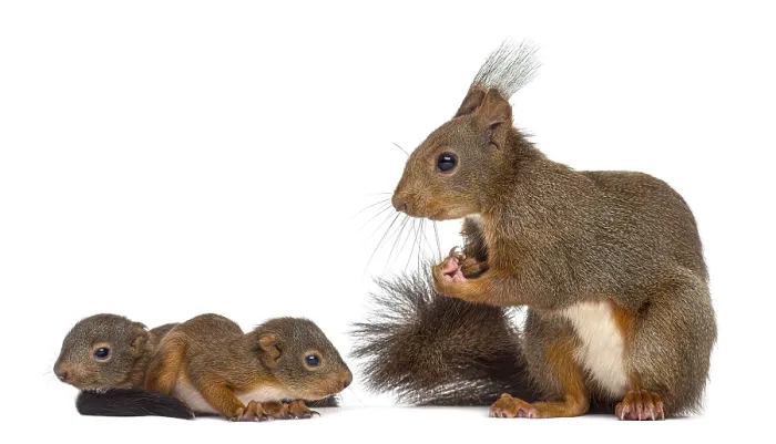 Framed Print : Mother Red squirrel and babies in front of a white background Framed Print : Mother Red squirrel and babies in front of a white background